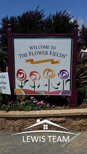 Carlsbad CA Flower Fields