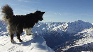 dog in mountains