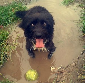 muddy dog