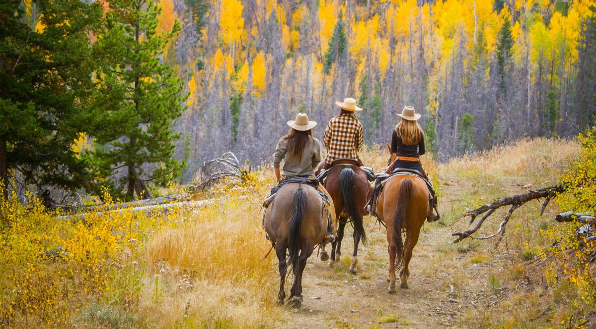 Riders on horseback on a forest trail