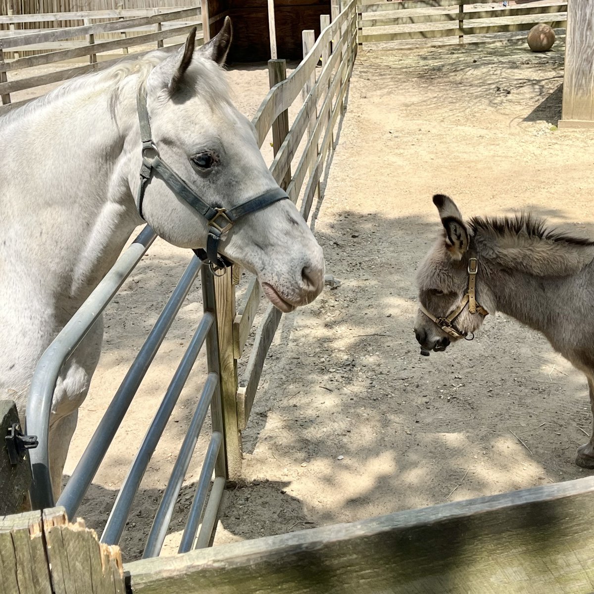 A white horse and a donkey greeting each other at Popcorn Park Zoo in Forked River, NJ