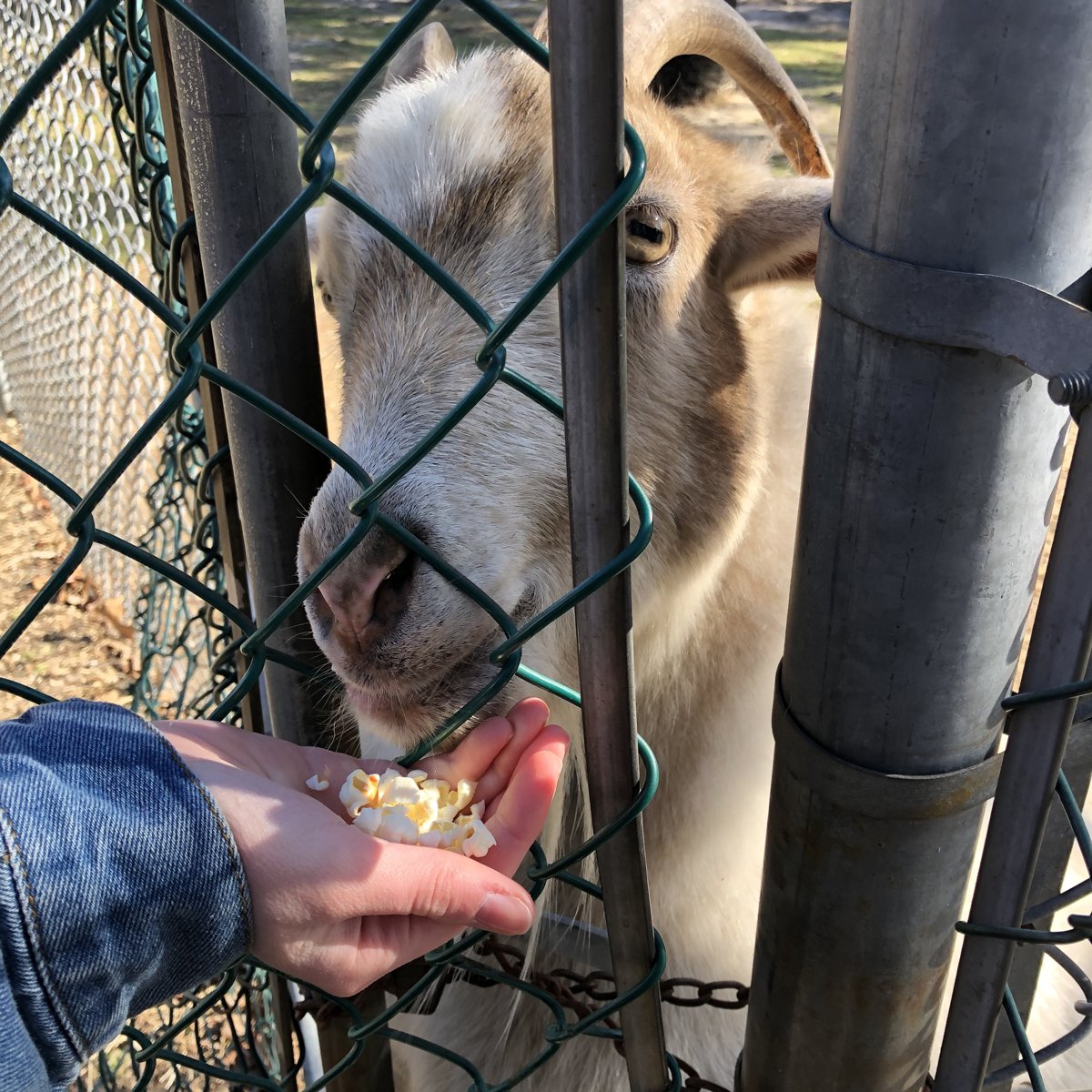 A friendly goat at Popcorn Park Animal Refuge in Forked River, NJ