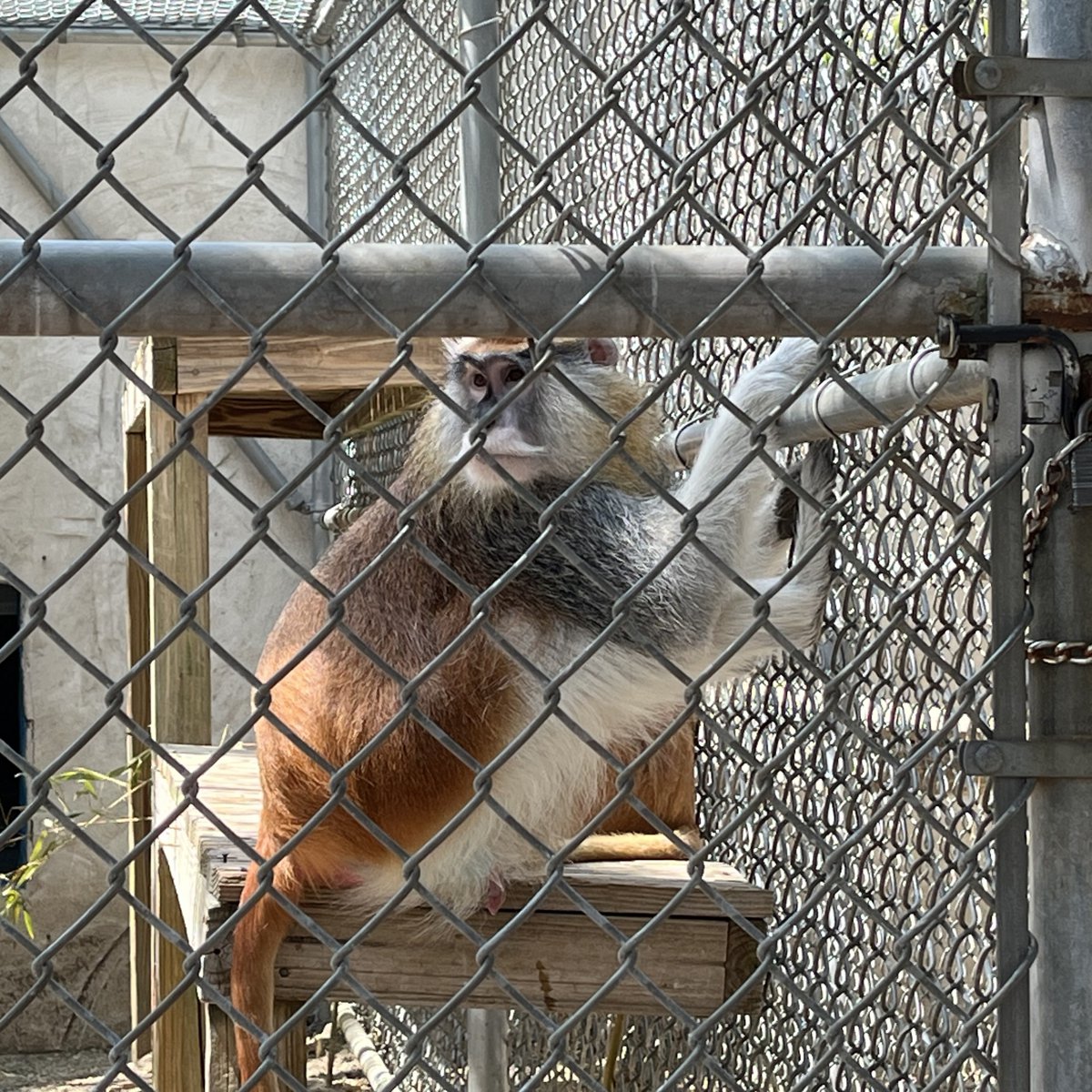 A rescued monkey at Popcorn Park Animal Refuge in Forked River, NJ