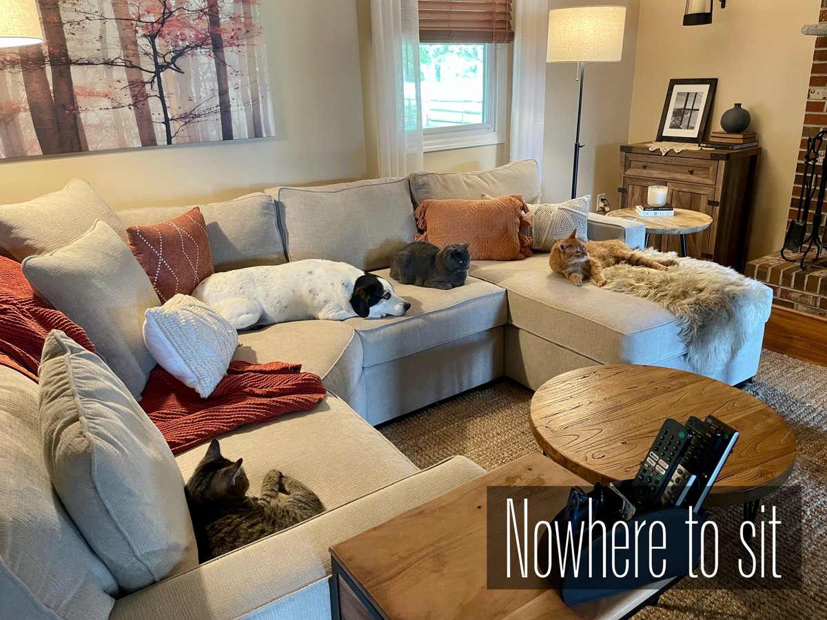Jerry Mac's rescue dog and three rescue cats relaxing on the family sectional