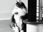 Milo, my cat
