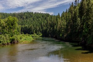 Image of North Idaho River through Forest