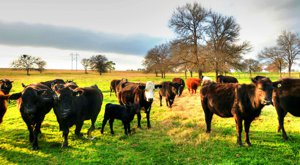 Why Have Cattle, Wildlife, Or Crops On Your Texas Ranch