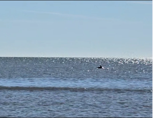 Dolphin at the Sands in Port Royal