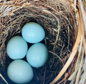 Four blue bluebird eggs in a nest inside a nest box in NatureWalk at Watersound Origins.