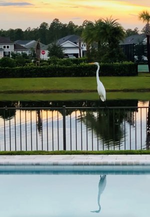 A great egret perched on a fence at sunset by the pond in NatureWalk at Watersound Origins.