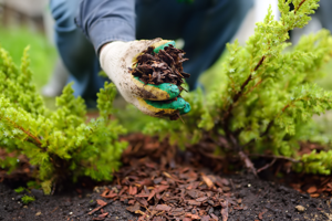 Lady putting mulch down in the garden