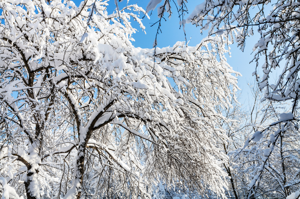Snow Covered Tree Limbs 