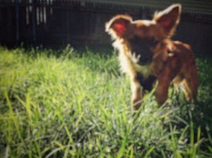 What Are The Best Cities For Dogs?