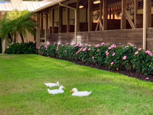 Fort Myers Beach homes for sale.