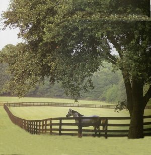 Naples FL horse property for sale