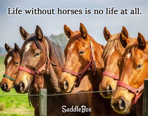 Florida horse property for sale.