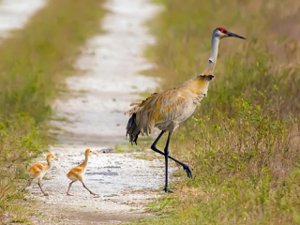 Lakewood Ranch Wildlife