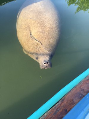 manatee in key largo florida