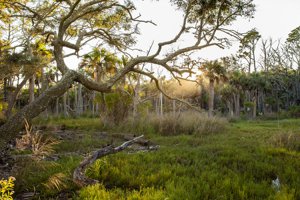 Search for a Daniel Island home and Daniel Island real estate.