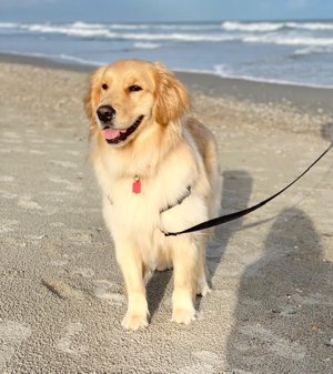 Dog friendly beaches in NC