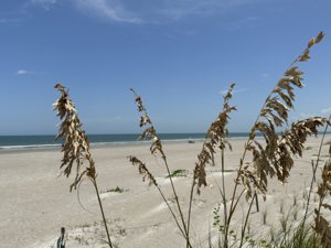 sea oats Indialantic one