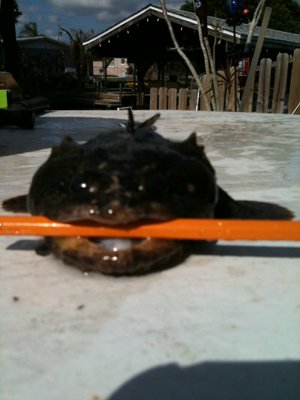 Writing fish