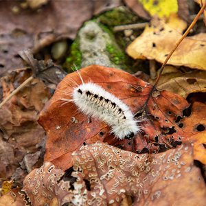 caterpillars and leaves