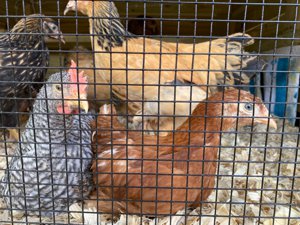 Are chickens allowed in Beavercreek ohio?
