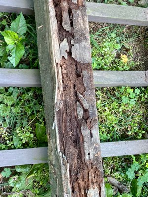 Deck Rot