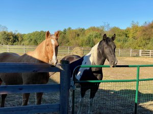 Equestrian Realtors