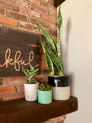 indoor plants mantle grouping