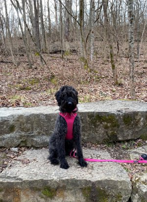 Dayton Ohio Realtor Loves Dogs
