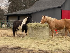 Horse Properties for sale in Dayton ohio