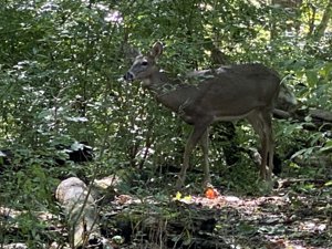 Wildlife in Glen Helen Nature Preserve