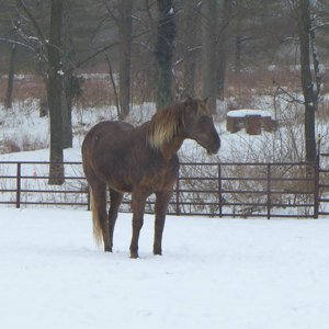 Xenia Farms For Sale