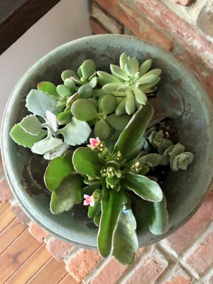succulents in an antique milk can