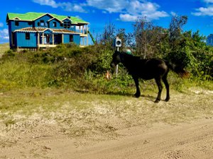 Corolla Wild Horses