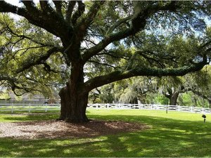 oak trees in Seven Oaks subdivision in Prairieville, LA