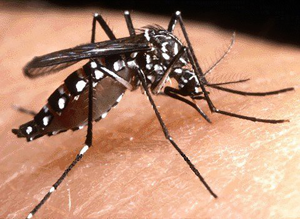 Aedes Aegypti - the ZIKA mosquito