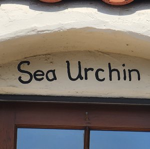 Sea Urchin in Carmel by the Sea