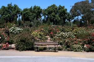 Rose Garden Neighborhood in San Jose