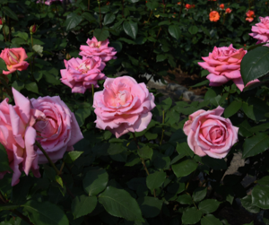 The San Jose Rose Gardens