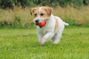 Dog Park