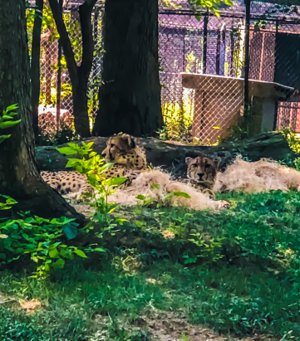 St Louis Zoo, St Louis Missouri
