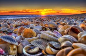 Stuart Houses For Sale Hobe Sound Shells
