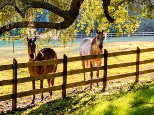 Colleton County Life