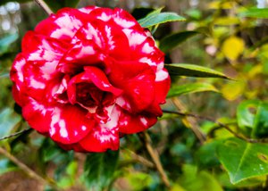 Camellias of Walterboro
