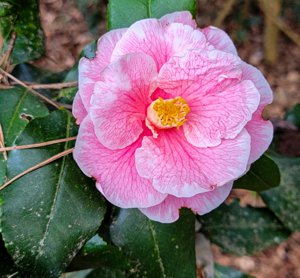 Camellias of Walterboro