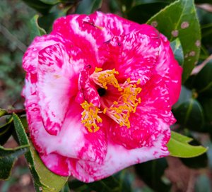 Camellias of Walterboro
