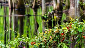Walterboro Wildlife Sanctuary